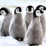 Penguin Finds New Home in Brazil
