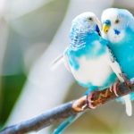 The Top Ten Best Bird Watching Sites in The US