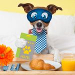 Finding Pet-Friendly Hotels in Your Area